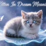Kitten In Dream Meaning