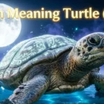 Dream Meaning Turtle